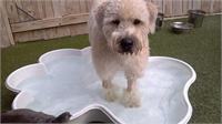 daycare pic 24 - bailey in pool